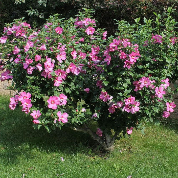 Hibiscus syriacus 'Aphrodite' ~ Aphrodite Rose of Sharon