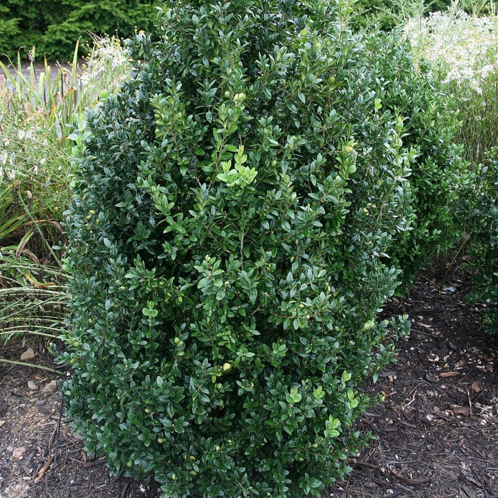 Buxus sempervirens 'Fastigiata' ~ Fastigiata Boxwood