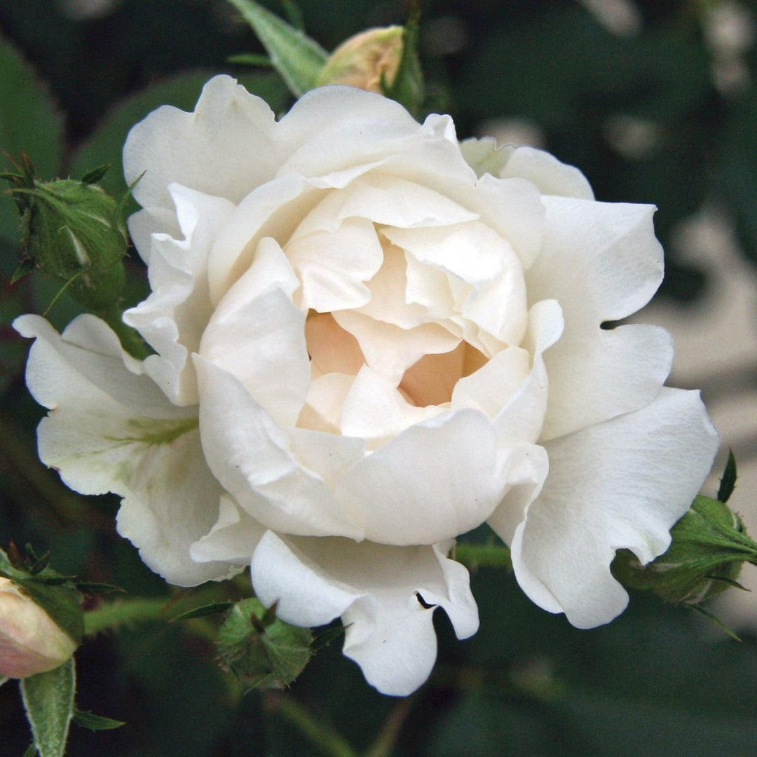 Rosa 'Meiradena' ~ Icecap™ Rose