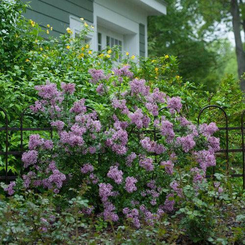 Syringa x 'Penda' ~ Bloomerang® Purple Lilac