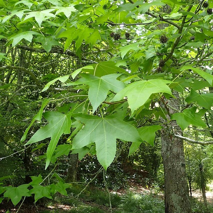 Liquidambar styraciflua ~ Sweetgum