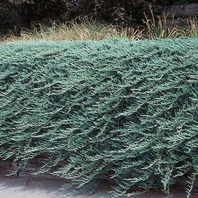 Juniperus horizontalis 'Bar Harbor' ~ Bar Harbor Juniper