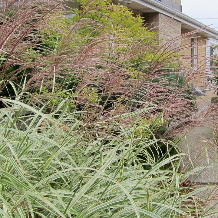 Miscanthus sinensis 'Variegatus' ~ Variegated Maiden Grass