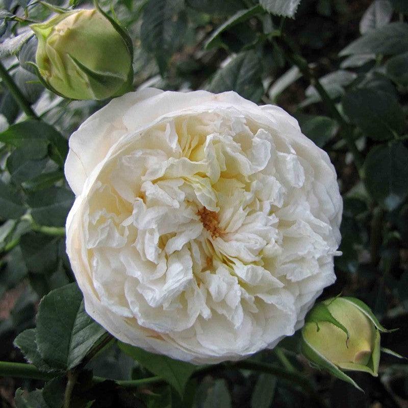 Rosa 'Ausprior' ~ Claire Austin Rose