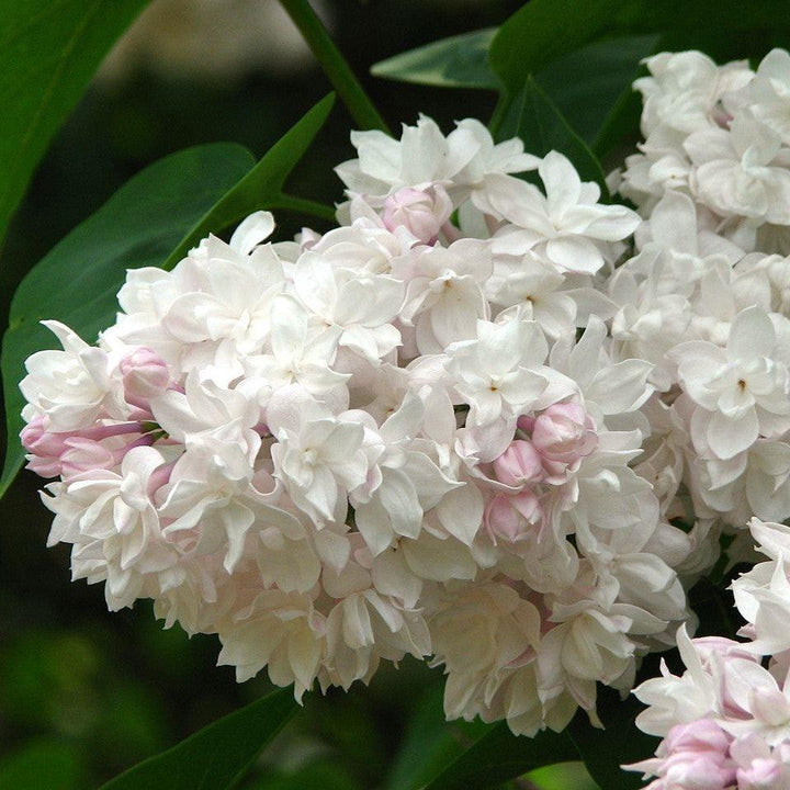 Syringa vulgaris 'Krasavitsa Moskvy' ~ Beauty Of Moscow Lilac