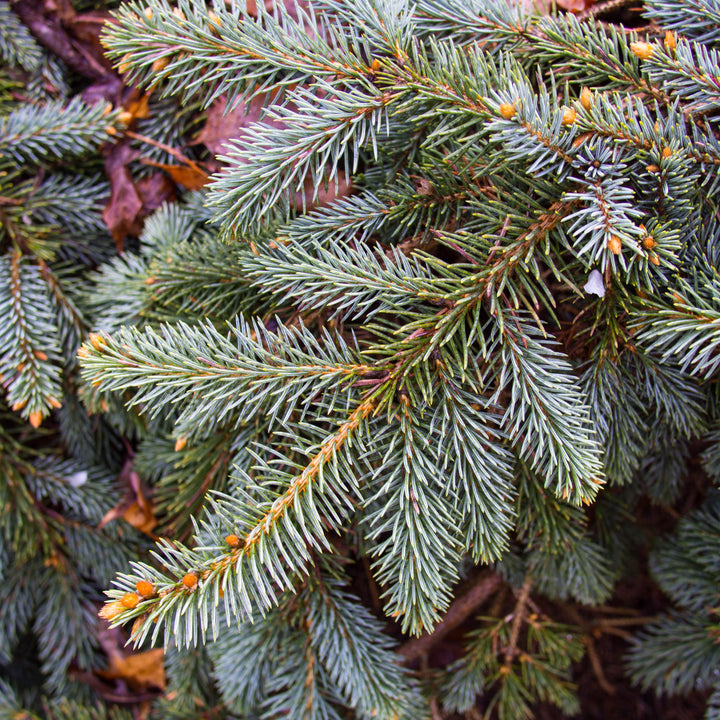 Picea pungens 'The Blues' ~ The Blues Blue Spruce