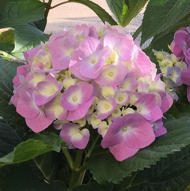 Hydrangea 'Seaside Serenade Cape Cod'