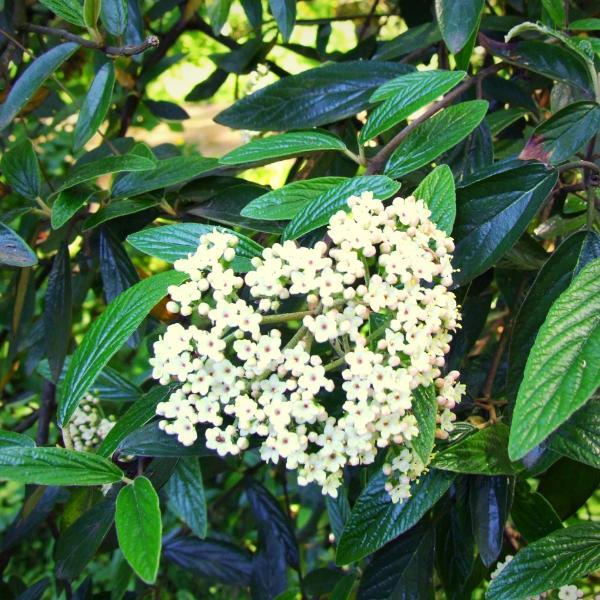 Viburnum 'Pragense' ~ Prague Viburnum