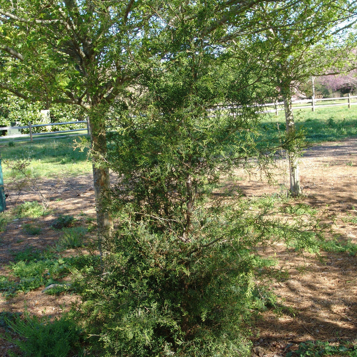 Juniperus virginiana 'High Shoals' ~ High Shoals Eastern Red Cedar