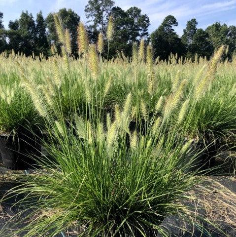 Pennisetum alopecuroides 'Hameln ~ Hameln Fountain Grass