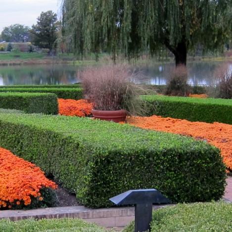 Buxus microphylla var. japonica 'Winter Gem' ~ Winter Gem Boxwood