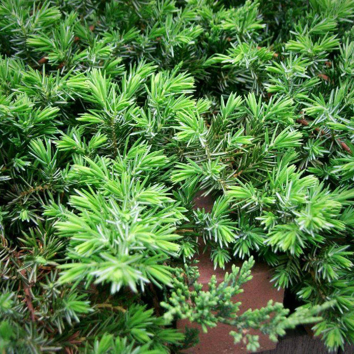 Juniperus conferta 'Blue Pacific' ~ Blue Pacific Shore Juniper