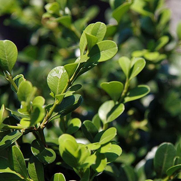 Buxus microphylla var. japonica 'Green Beauty' ~ Green Beauty Boxwood