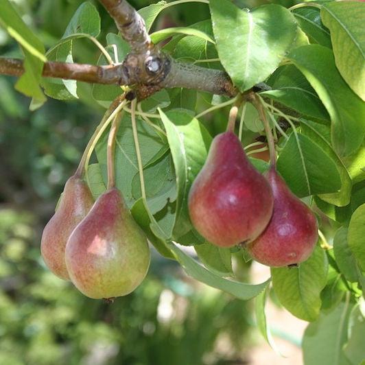 Pyrus communis 'Moonglow' ~ Moonglow Pear