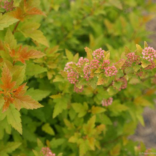 Physocarpus opulifolius 'SMNPOTWG' ~ Tiny Wine® Gold Ninebark