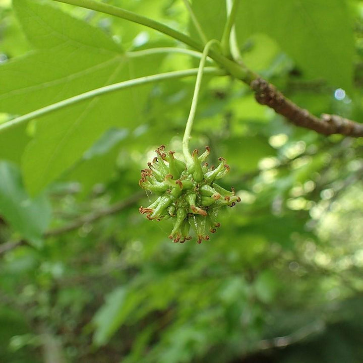 Liquidambar styraciflua ~ Sweetgum