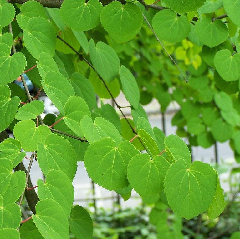 Cercidiphyllum japonicum ~ Katsura Tree