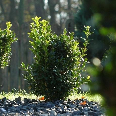 Buxus microphylla 'Faulkner' ~ Faulkner Boxwood