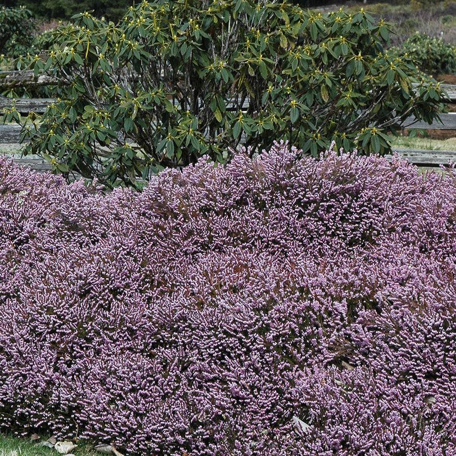 Erica x darleyensis 'Mediterranean Pink' ~ Mediterranean Pink Heath