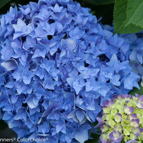 Hydrangea 'Let's Dance Rhythmic Blue'