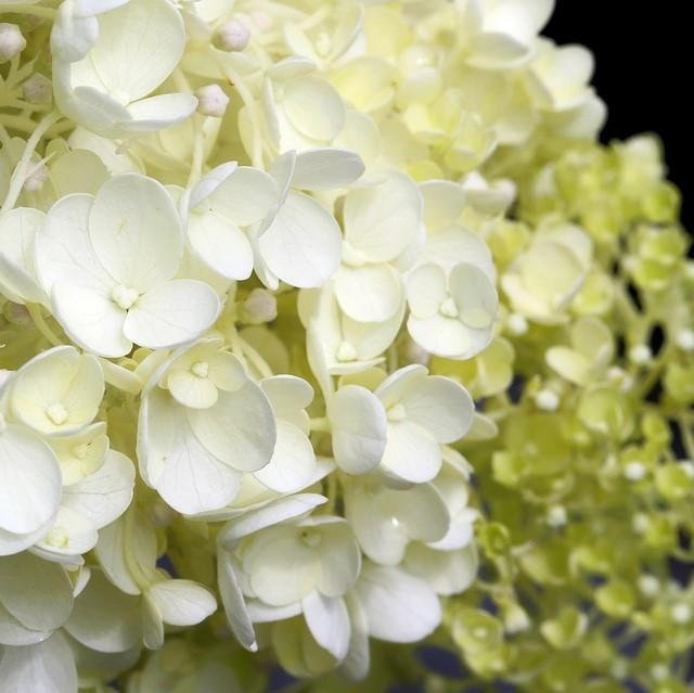 Hydrangea 'White Wedding'