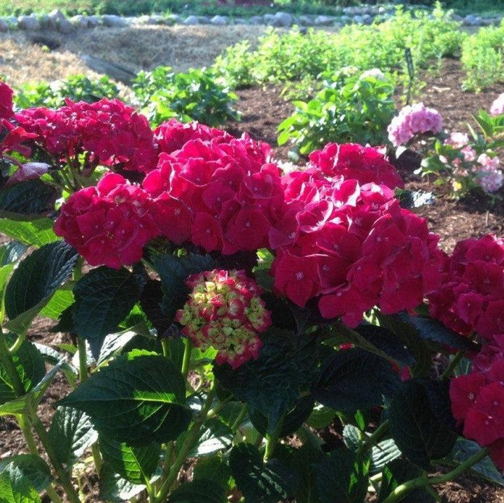 Hydrangea 'Magical Ruby Red'