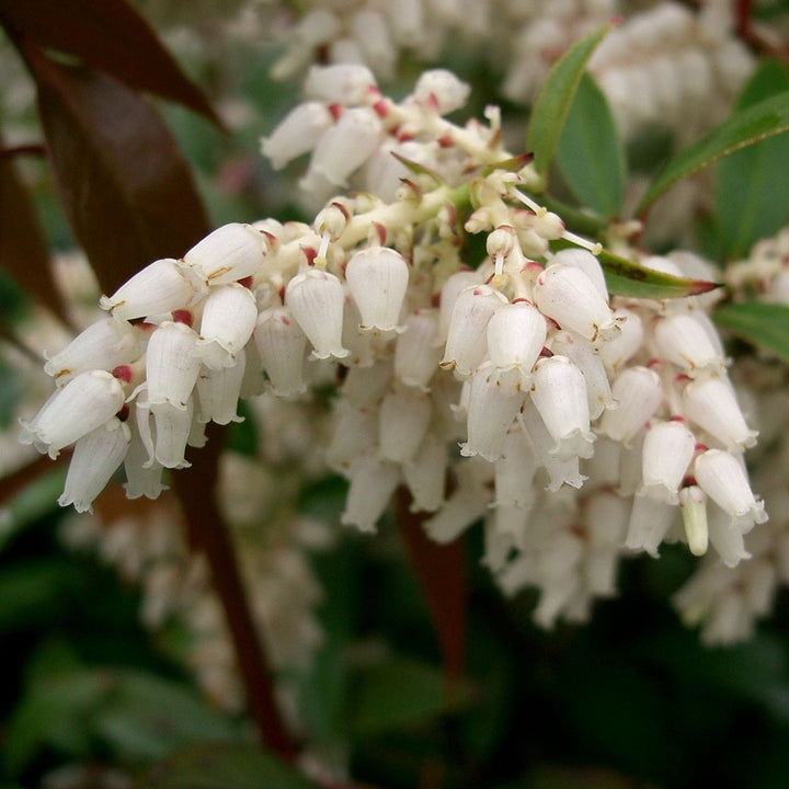 Leucothoe auxillaris ~ Coastal Leucothoe