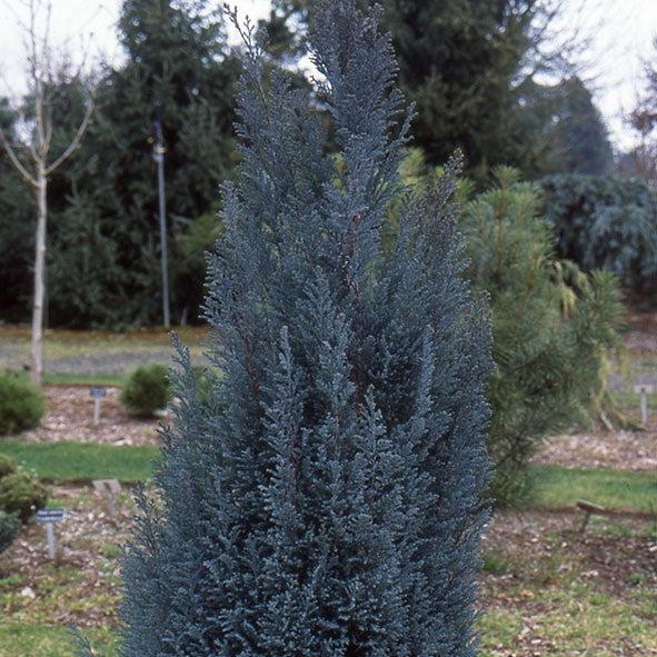 Chamaecyparis lawsoniana ‘Blue Surprise’ ~ Blue Surprise Cypress