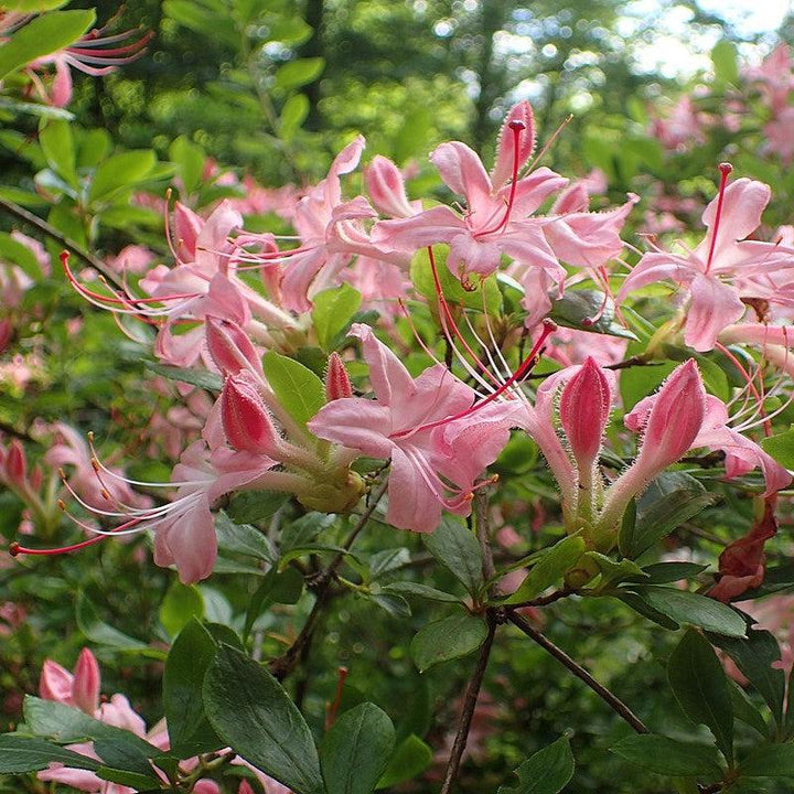 Rhododendron arborescens 'Pink And Sweet' ~ Pink N Sweet Azalea