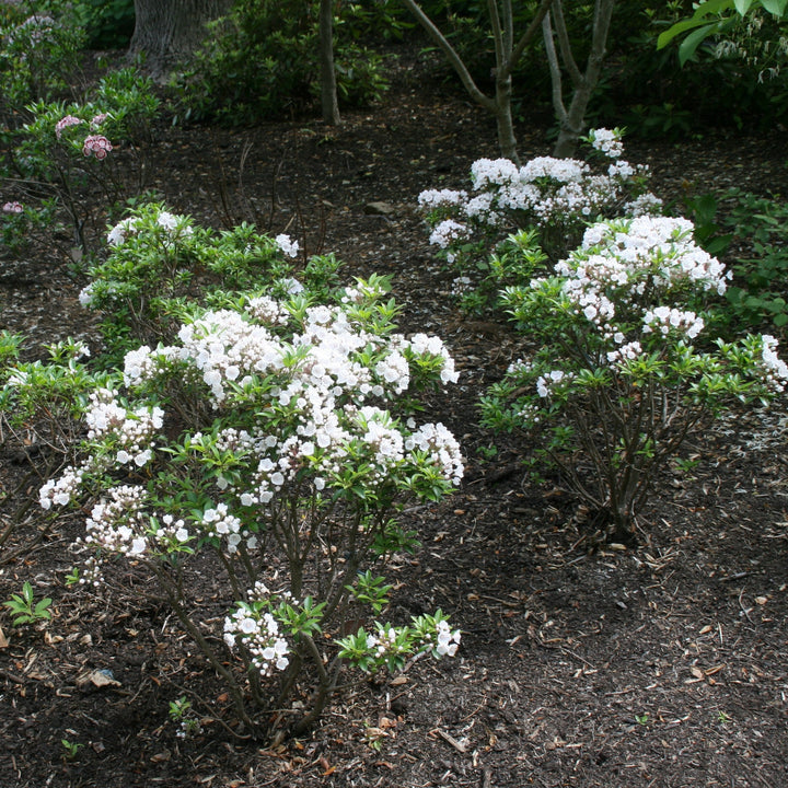 Kalmia latifolia 'Elf' ~ Elf Mountain Laurel