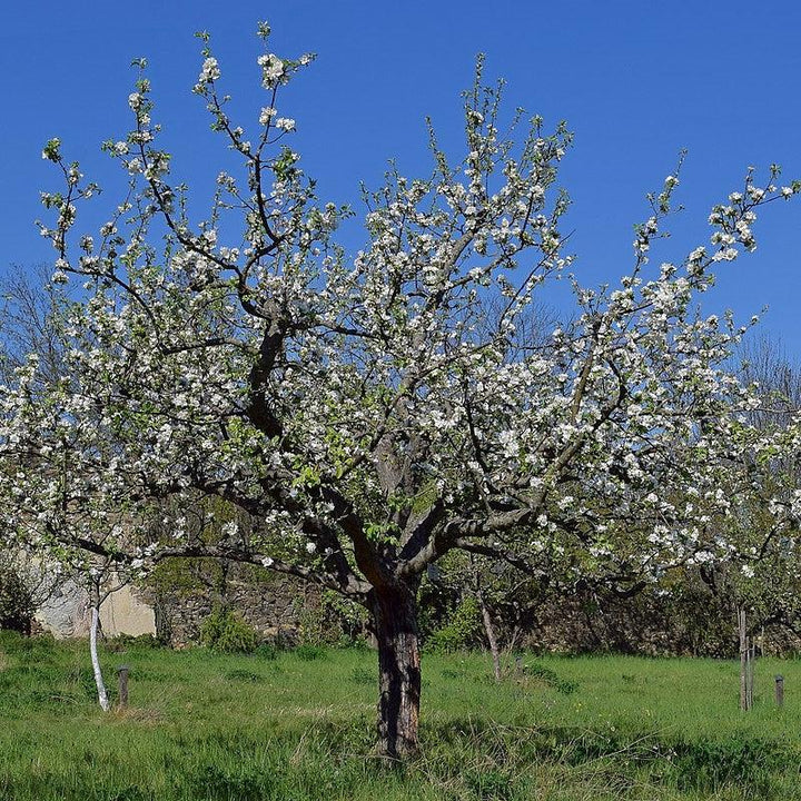 Malus 'Gravensteiner' ~ Gravensteiner Apple