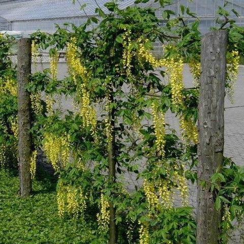 Laburnum x watereri ~ Golden Chain Tree