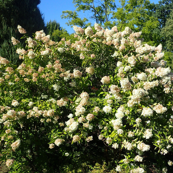 Hydrangea 'Pee Gee'