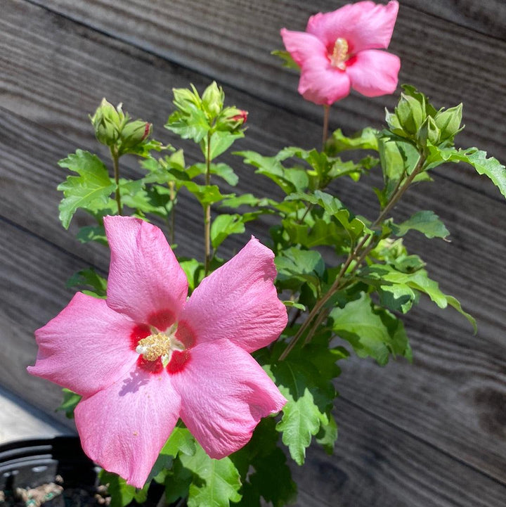 Hibiscus syriacus 'Aphrodite' ~ Aphrodite Rose of Sharon