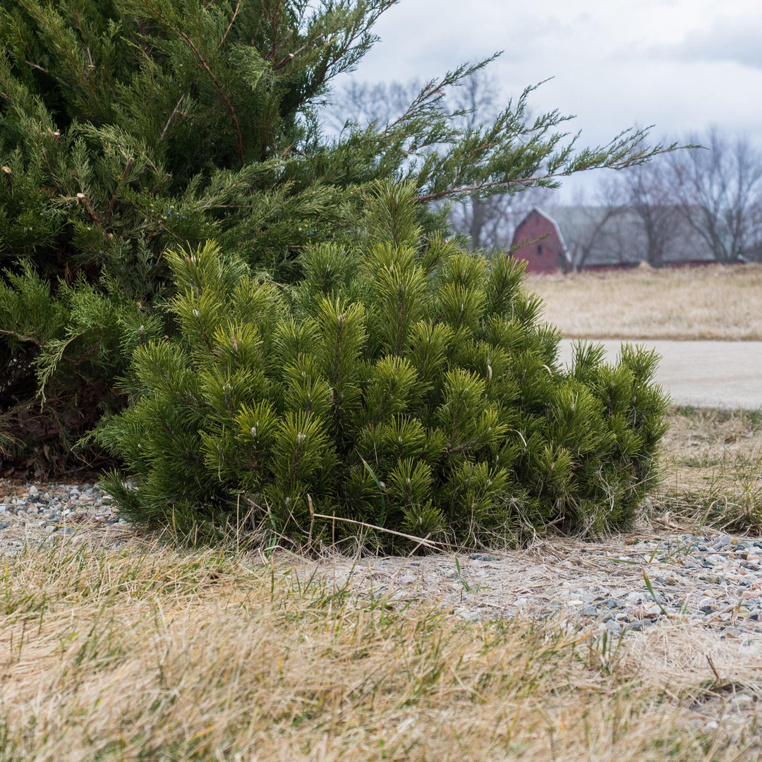 Pinus mugo var. Pumilio ~ Dwarf Mugo Pine, Pumilio Pine