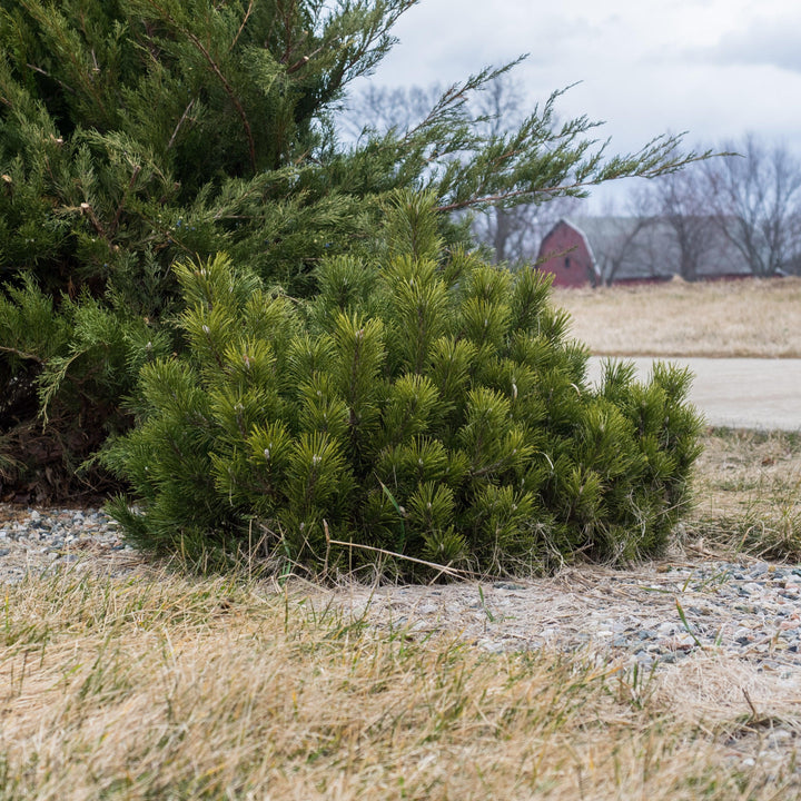 Pinus mugo var. Pumilio ~ Dwarf Mugo Pine, Pumilio Pine