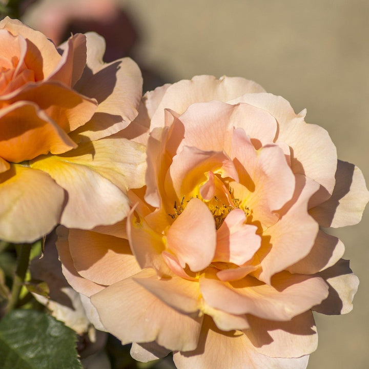 Rosa 'Meibidull' ~ Apricot Candy™ Rose