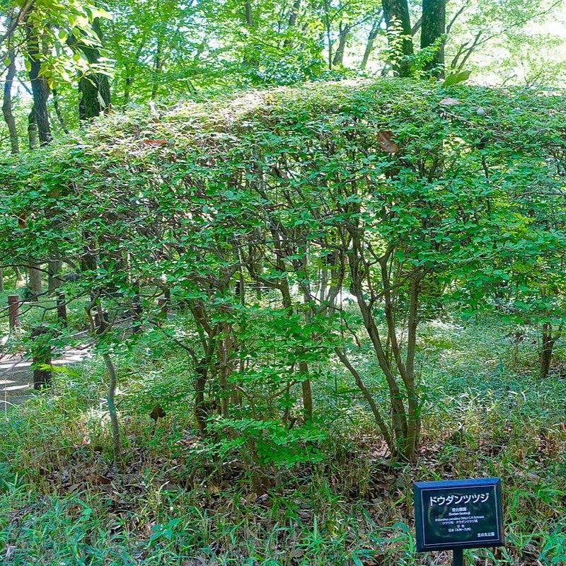 Enkianthus perulatus ~ Enkianthus