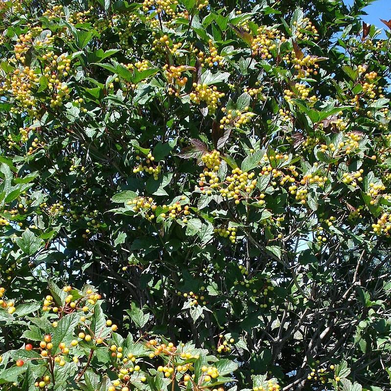 Viburnum opulus var. americanum ~ Highbush Cranberry