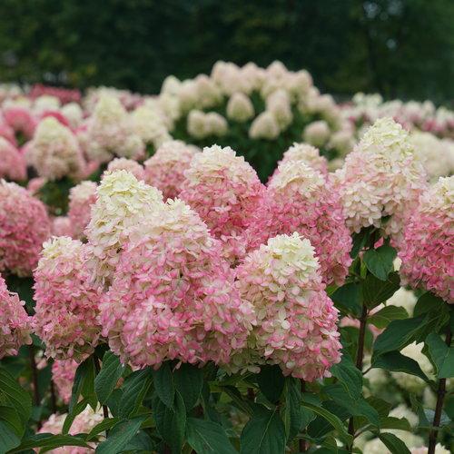 Hydrangea 'Limelight Prime'