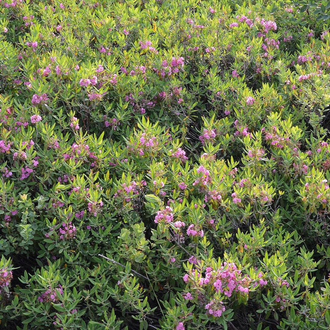 Kalmia angustifolia ~ Sheep Laurel