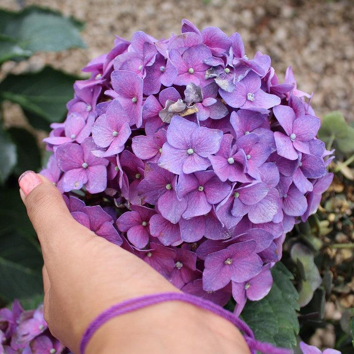 Hydrangea 'Rock-n-Roll'