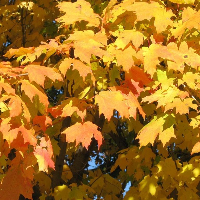 Acer saccharum ~ Sugar Maple