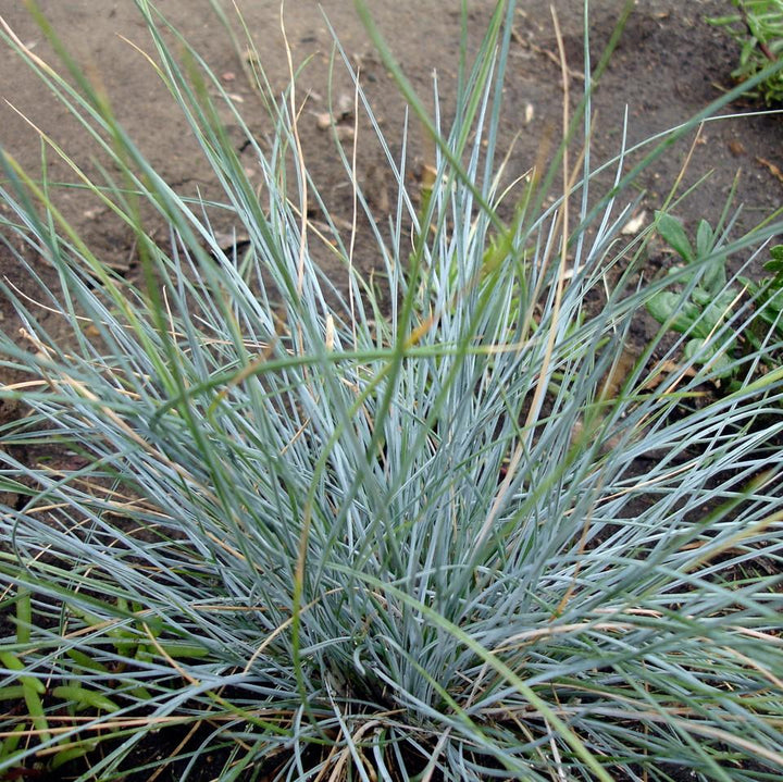 Festuca glauca 'Elijah Blue' ~ Blue Fescue