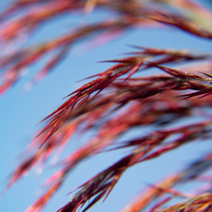 Miscanthus sinensis 'Huron Sunrise' ~ Huron Sunrise Maiden Grass