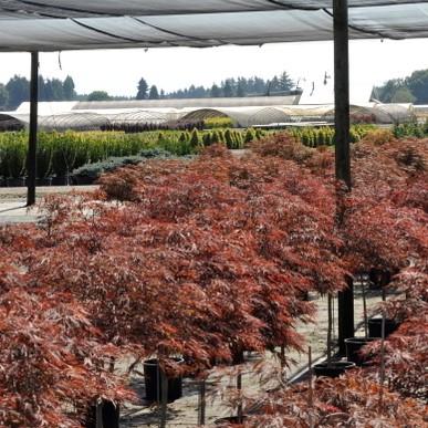 Acer palmatum var. dissectum 'Red Dragon' ~ Red Dragon Japanese Maple