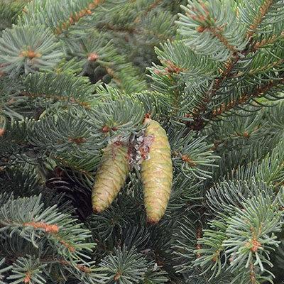 Picea glauca ~ White Spruce