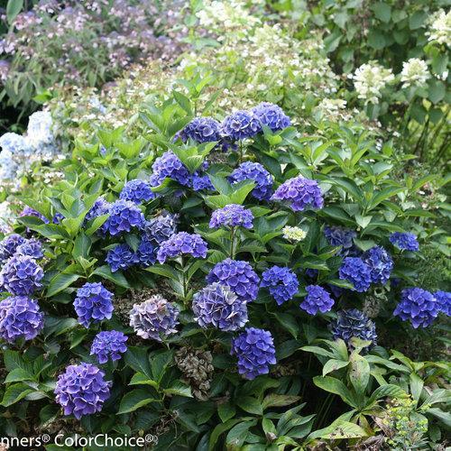 Hydrangea 'Venice Raven'