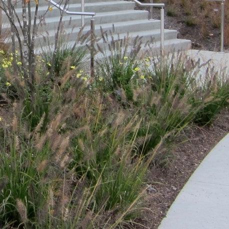 Pennisetum alopecuroides 'Ginger Love' ~ Ginger Love Fountain Grass