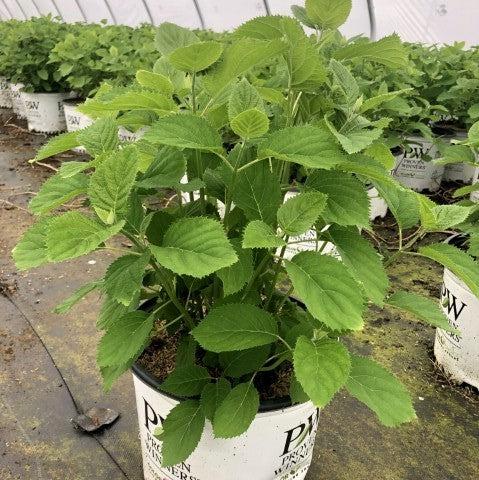 Hydrangea 'Invincibelle Wee White'